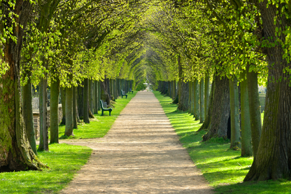 Trees & Walking Road Photograph Print 100% Australian Made