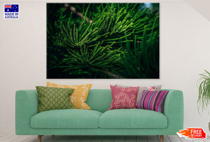 Pine Tree Closeup Photograph Print 100% Australian Made