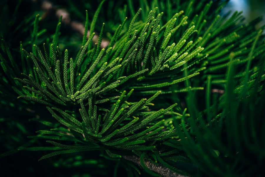 Pine Tree Closeup Photograph Print 100% Australian Made