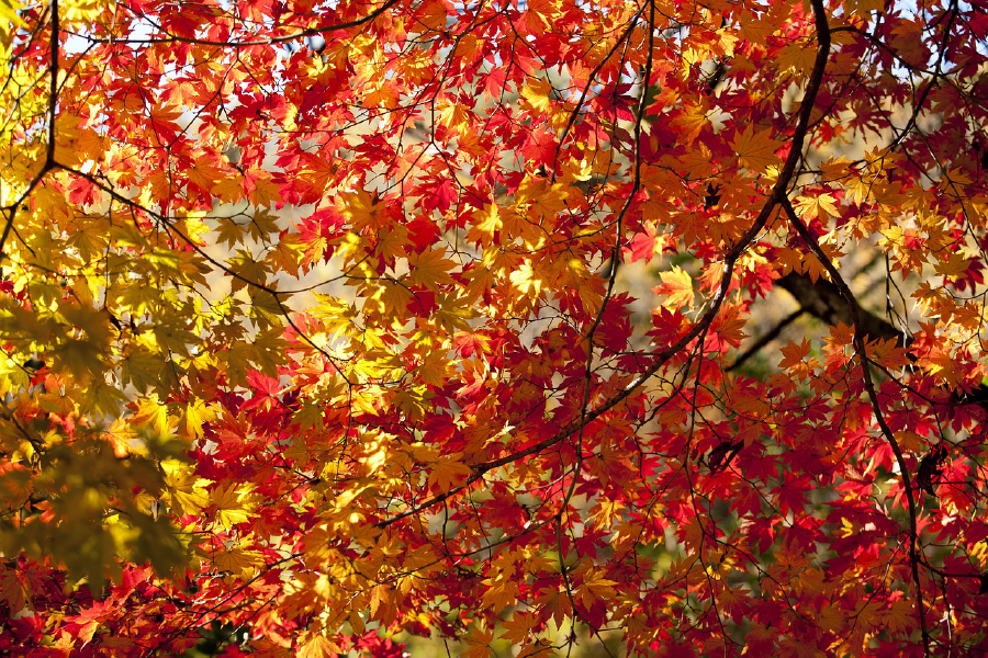 Maple Leaves Closeup Photograph Print 100% Australian Made