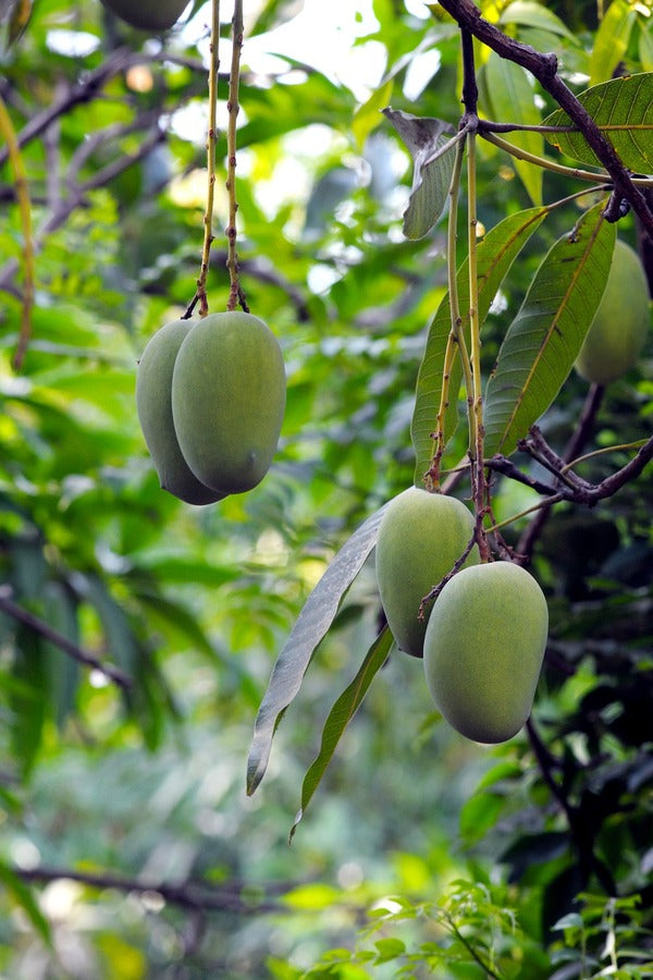 Mango Fruits Tree Photograph Print 100% Australian Made