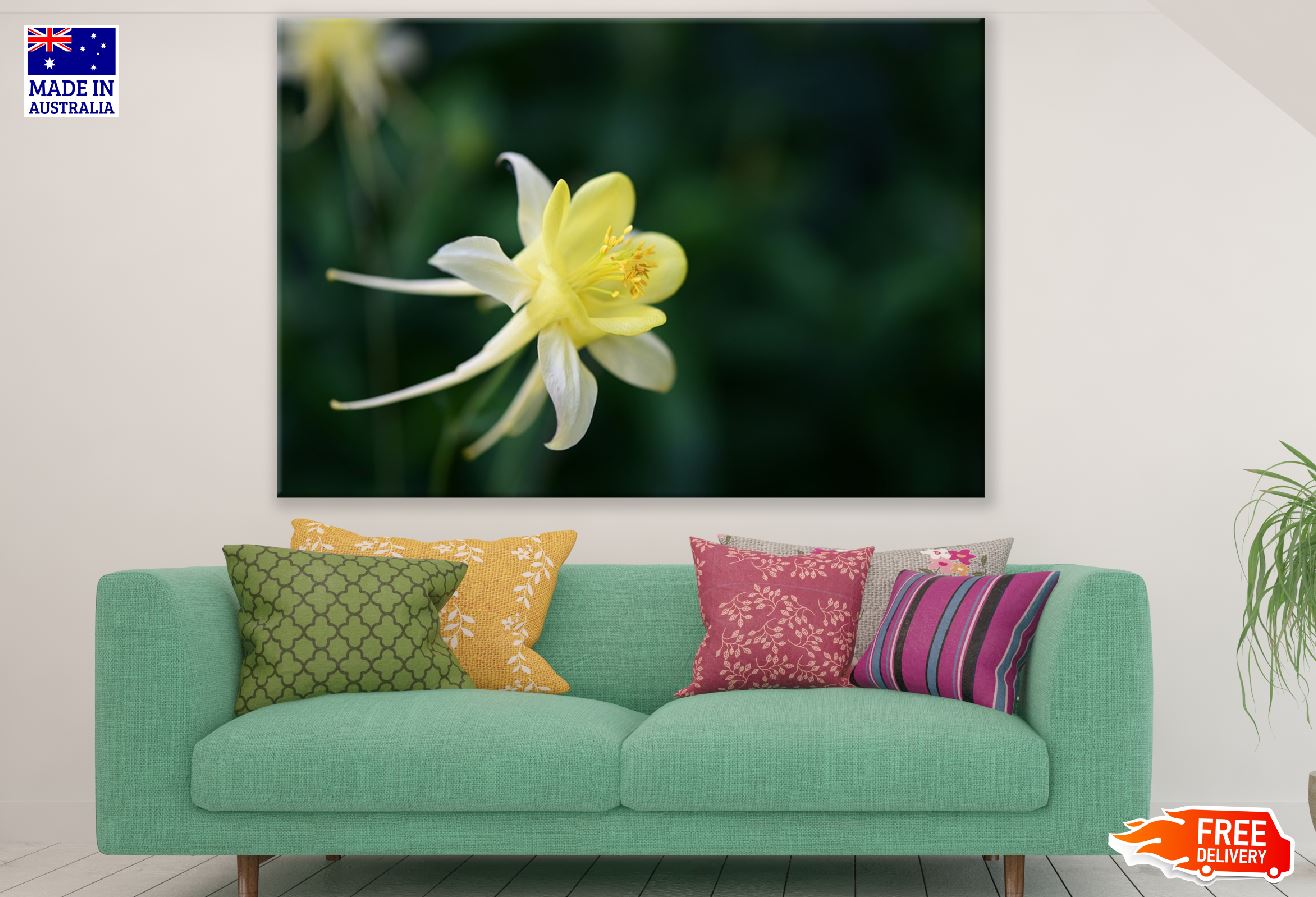 Yellow & White Columbine Flower Closeup Photograph Print 100% Australian Made