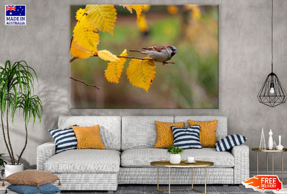 House Sparrow Birds on Tree Branch Photograph Print 100% Australian Made