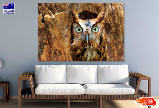 Eastern Screech Owl Photograph Print 100% Australian Made