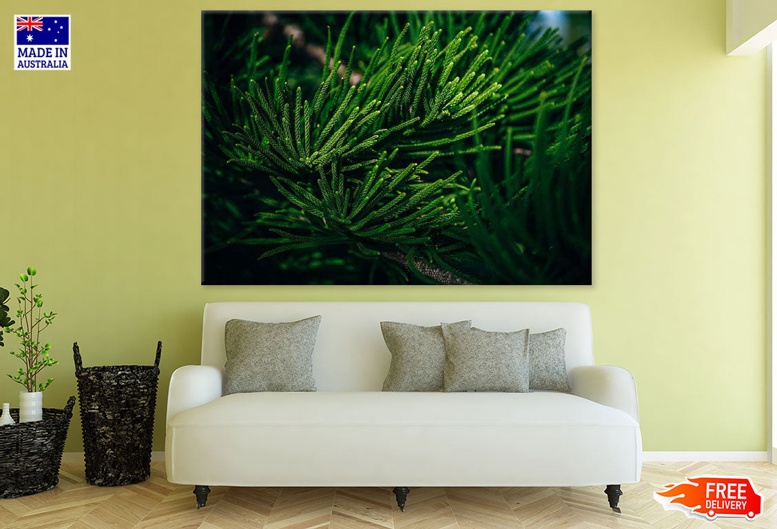 Pine Tree Closeup Photograph Print 100% Australian Made