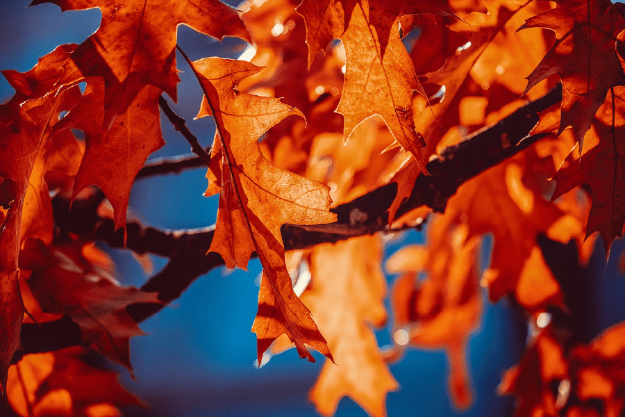 Orange Leaves Closeup Photograph Print 100% Australian Made