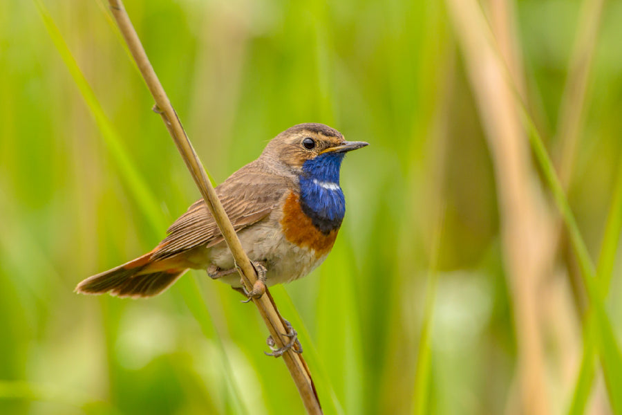 Bella Home Male Bluethroat Perched on Reed Print Canvas Ready to hang