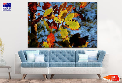 Colorful Leaves Closeup Photograph Print 100% Australian Made