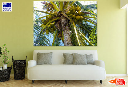 Coconut Tree Closeup Photograph Print 100% Australian Made