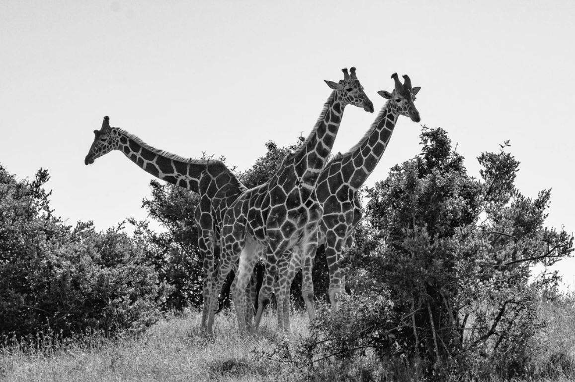 Giraffes in Forest B&W Photograph Home Decor Premium Quality Poster Print Choose Your Sizes