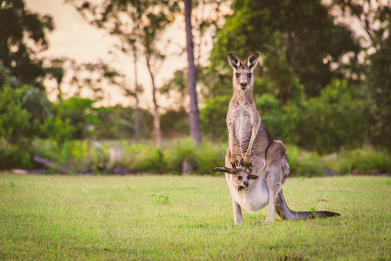 Kangaroo Mom & Baby Photograph Print 100% Australian Made