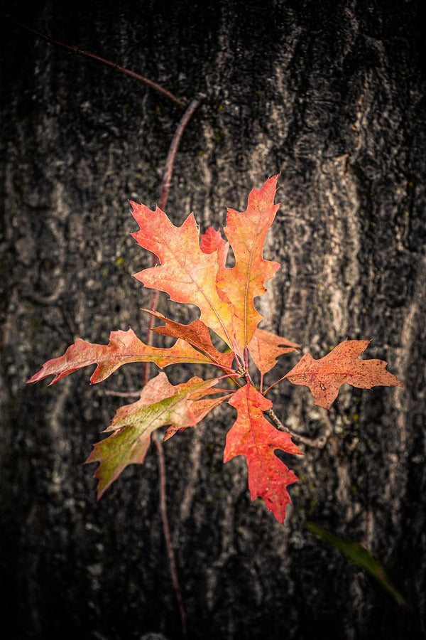 Oak Tree Leaves View Photograph Print 100% Australian Made