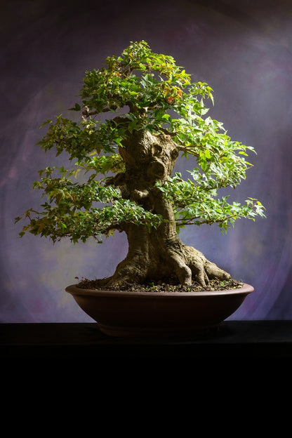 Bonsai Tree View Photograph Print 100% Australian Made