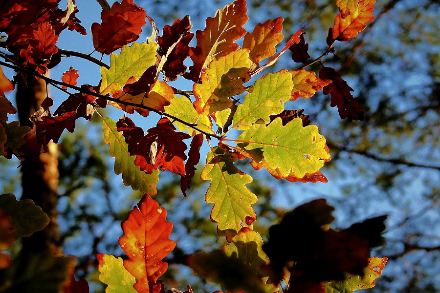 Colorful Leaves Closeup Photograph Print 100% Australian Made