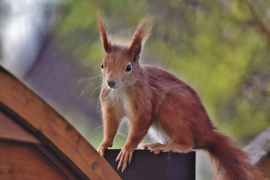 Red Squirrel Closeup Photograph Print 100% Australian Made