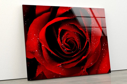 Red Flower Closeup Photograph Acrylic Glass Print Tempered Glass Wall Art 100% Made in Australia Ready to Hang