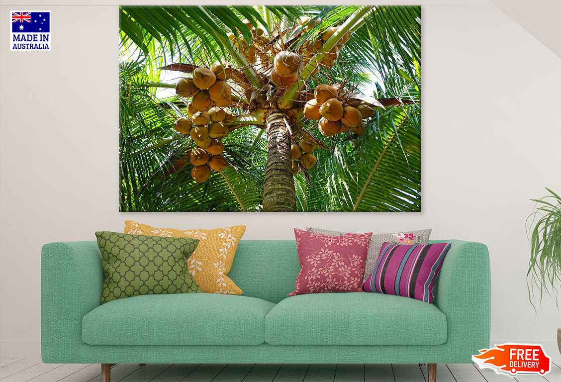 King Coconut Tree Closeup Photograph Print 100% Australian Made