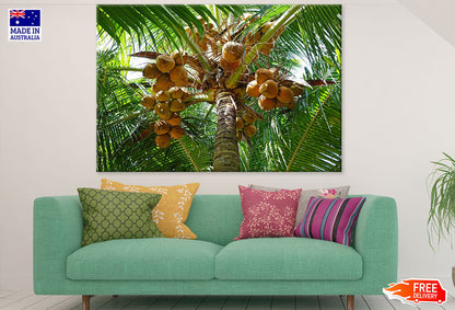 King Coconut Tree Closeup Photograph Print 100% Australian Made