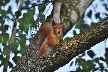 Red Squirrel on Tree Closeup Photograph Print 100% Australian Made