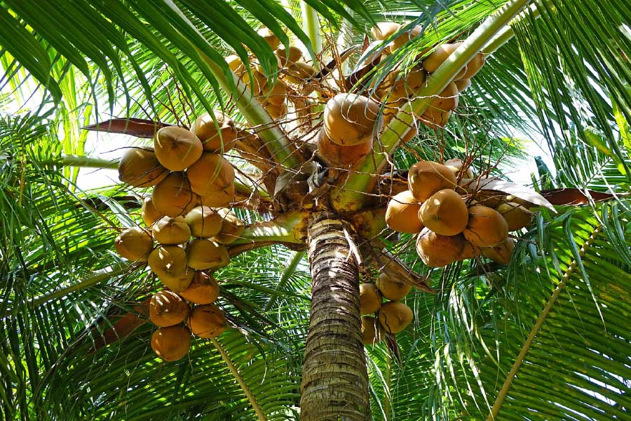 King Coconut Tree Closeup Photograph Print 100% Australian Made