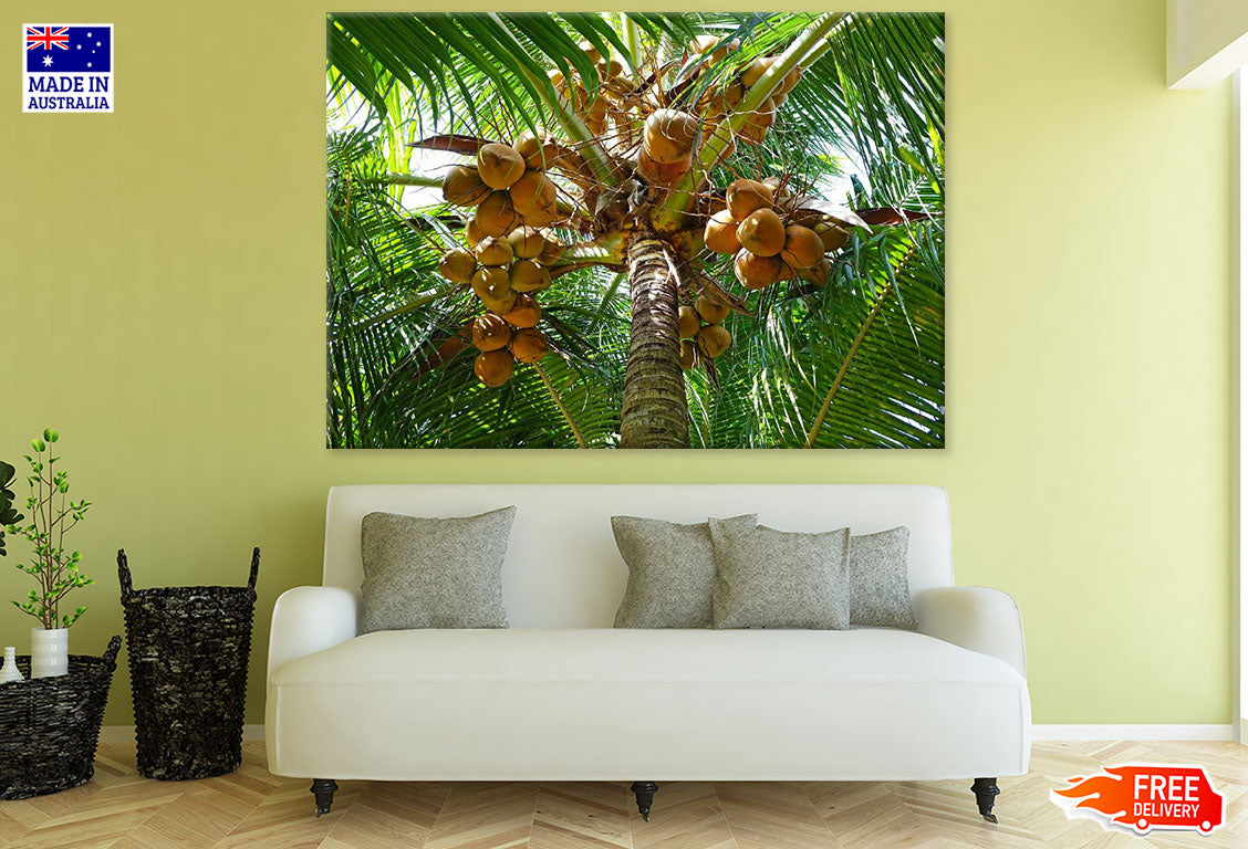 King Coconut Tree Closeup Photograph Print 100% Australian Made