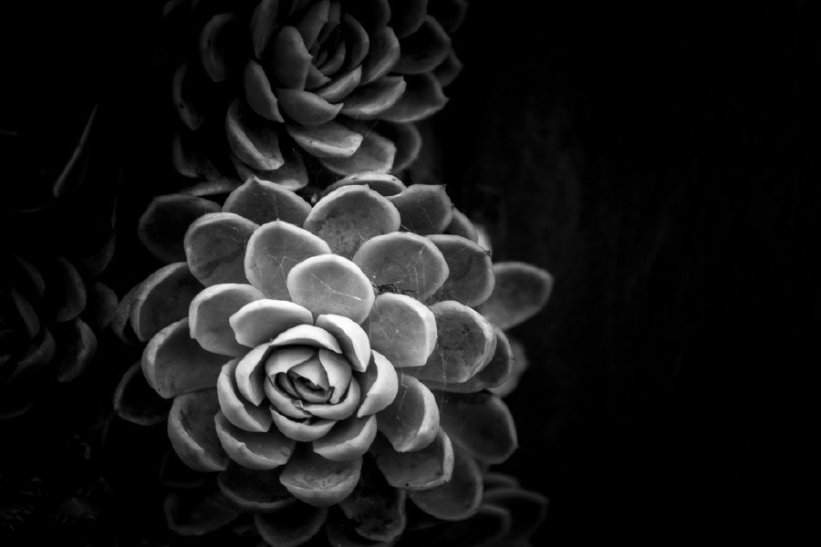 Cactus Plant Closeup B&W Photograph Print 100% Australian Made