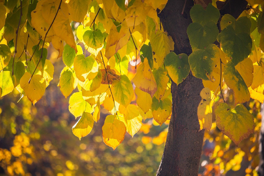 Yellow Leaves Closeup Photograph Print 100% Australian Made