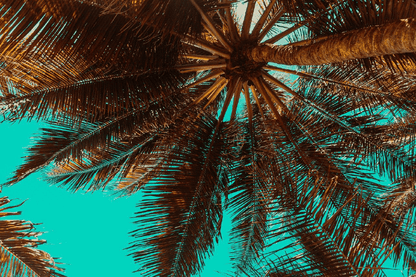 Palm Tree Closeup Sunset Photograph Print 100% Australian Made