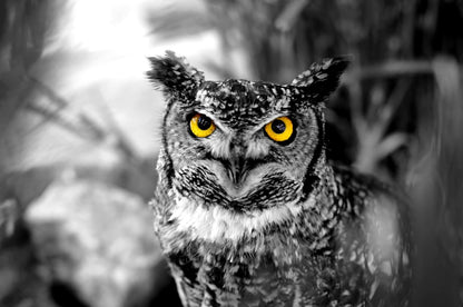 Owl Face Portrait Photograph Home Decor Premium Quality Poster Print Choose Your Sizes