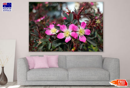 Wild Rose Pink Flowers Closeup Photograph Print 100% Australian Made