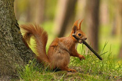 Red Squirrel Under the Tree Closeup Photograph Print 100% Australian Made