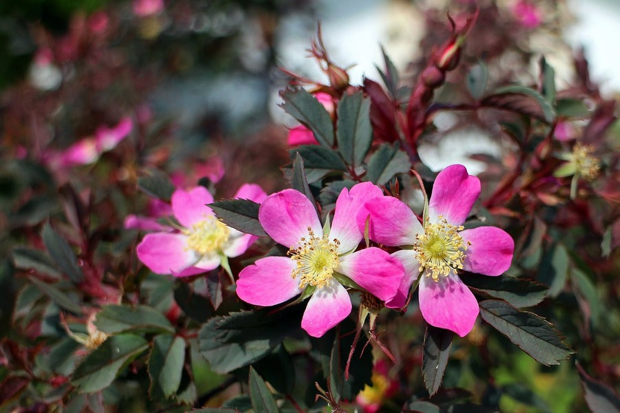 Wild Rose Pink Flowers Closeup Photograph Print 100% Australian Made