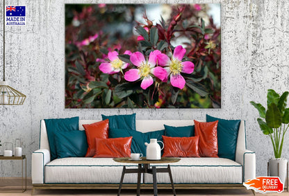 Wild Rose Pink Flowers Closeup Photograph Print 100% Australian Made