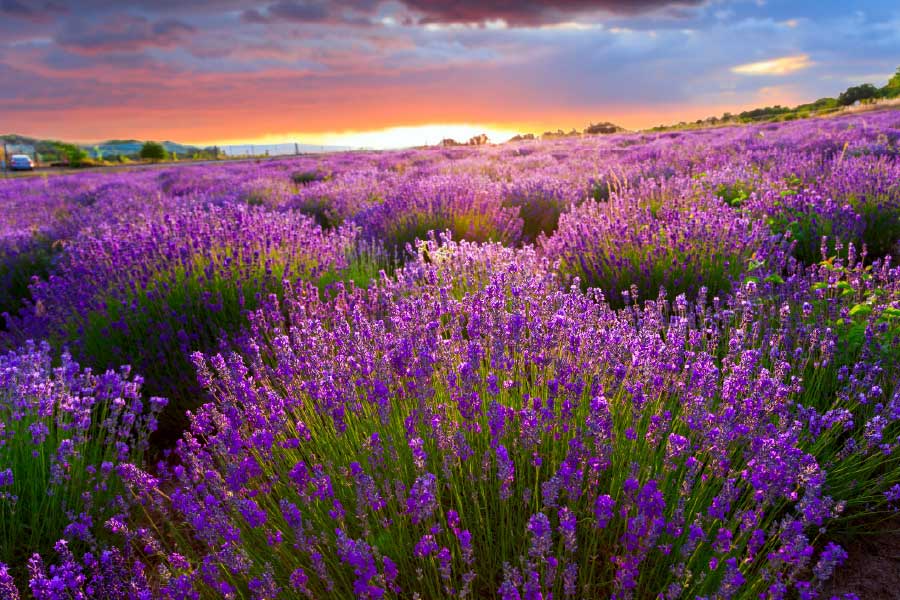 Bella Home Sunset over lavender field View Print Canvas Ready to hang