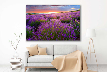 Bella Home Sunset over lavender field View Print Canvas Ready to hang