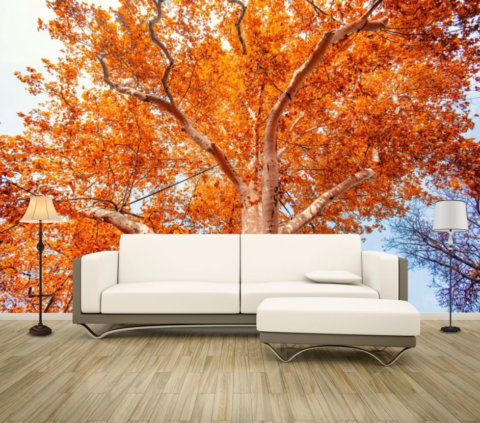 Wallpaper Murals Peel and Stick Removable Stunning Autumn Tree Photograph High Quality