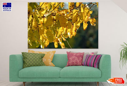 Yellow Leaves Closeup Photograph Print 100% Australian Made