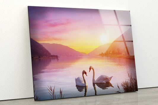 Swans on Lake Sunset Photograph Acrylic Glass Print Tempered Glass Wall Art 100% Made in Australia Ready to Hang