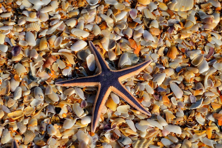 Starfish on Sea Shell Closeup Photograph Print 100% Australian Made