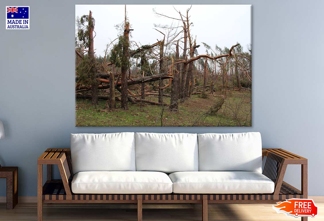 Broken Trees Photograph Print 100% Australian Made