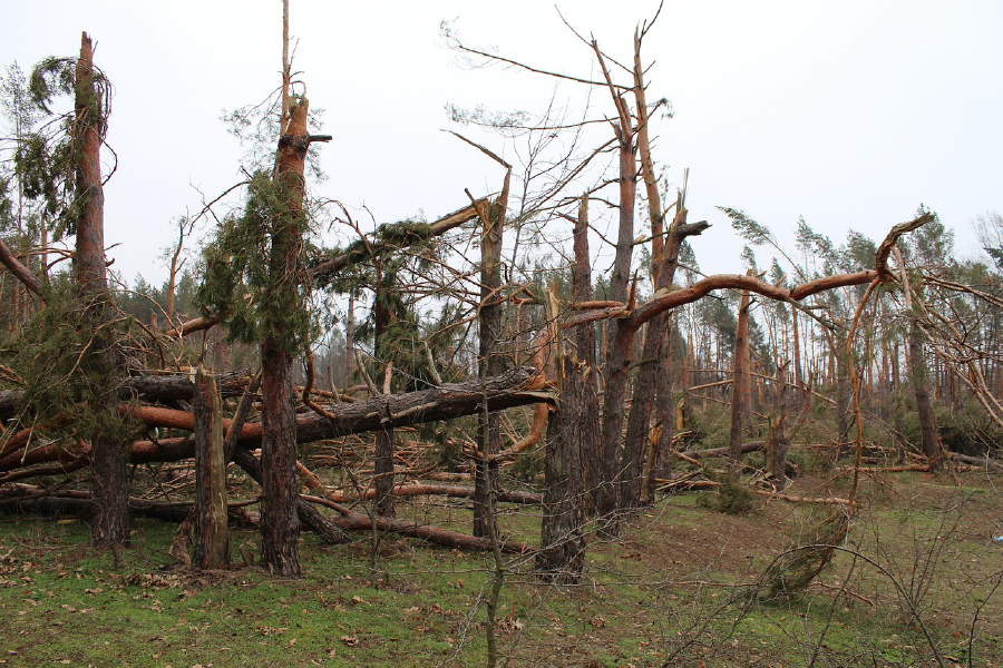 Broken Trees Photograph Print 100% Australian Made