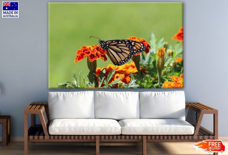 Butterfly on a Orange Flower Photograph Print 100% Australian Made