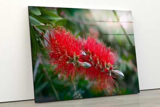 Red Flower Closeup Photograph Acrylic Glass Print Tempered Glass Wall Art 100% Made in Australia Ready to Hang