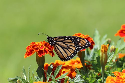 Butterfly on a Orange Flower Photograph Print 100% Australian Made