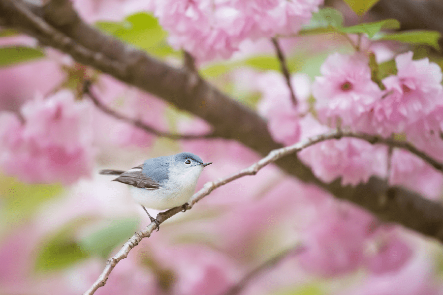 Pink Flower with Bird Photograph Print 100% Australian Made