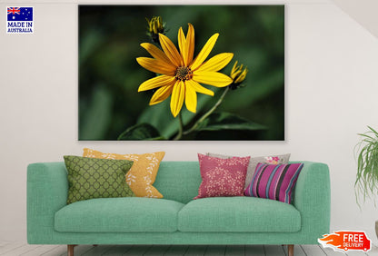 Woodland Sunflower Closeup Photograph Print 100% Australian Made