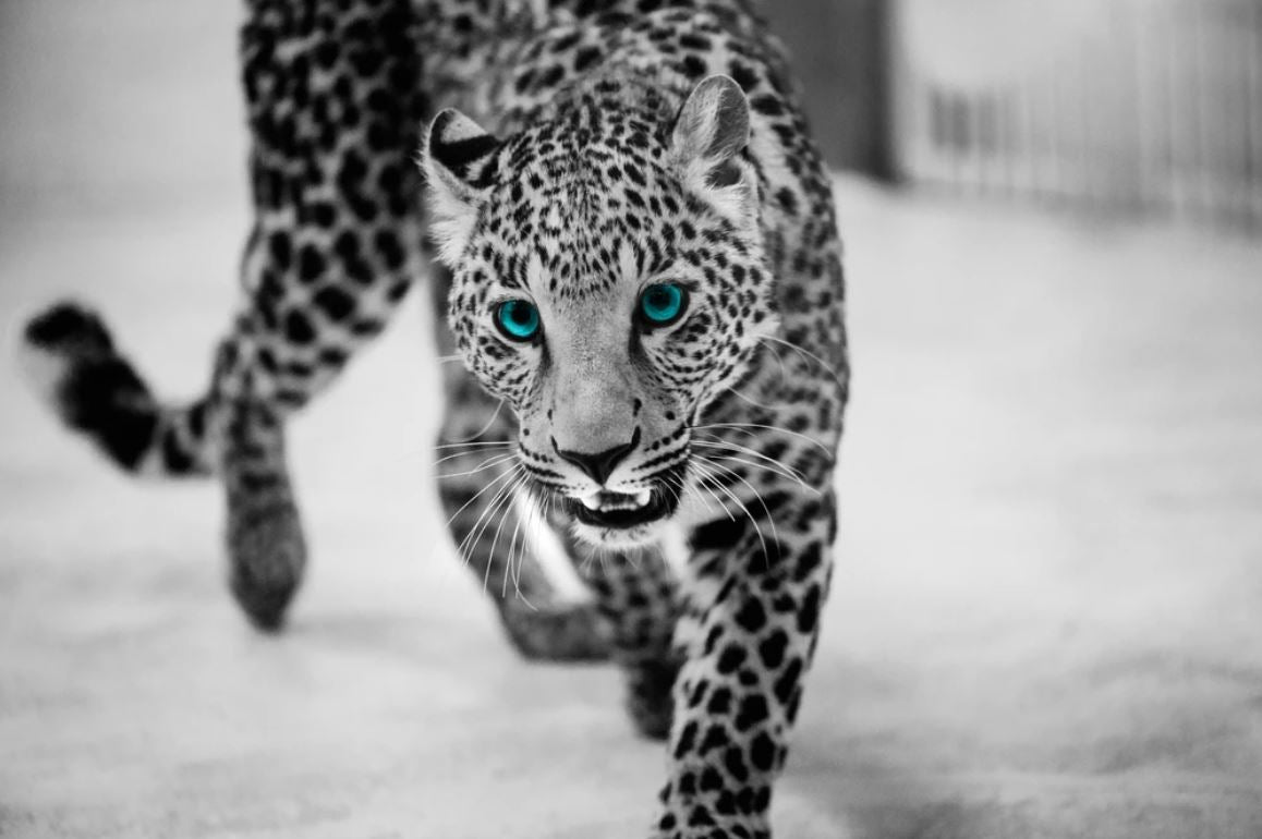 Leopard Walking B&W Photograph Home Decor Premium Quality Poster Print Choose Your Sizes