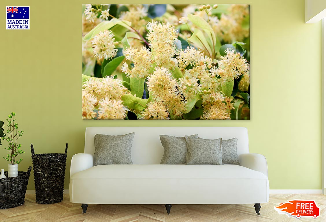 Greenspire Linden Flowers Closeup Photograph Print 100% Australian Made