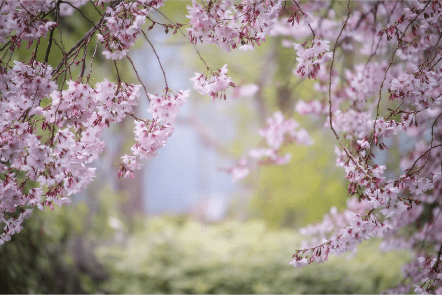 Pink Cherry Blossoms Tree Photograph Print 100% Australian Made