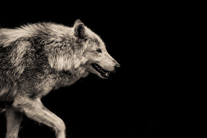 Wolf Closeup Side View Photograph Print 100% Australian Made